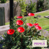 No.PS8001 Small Metal Poppy Stakes